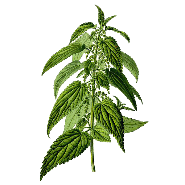 Ortie Piquante feuille Bio en gélules (Urtica dioïca)