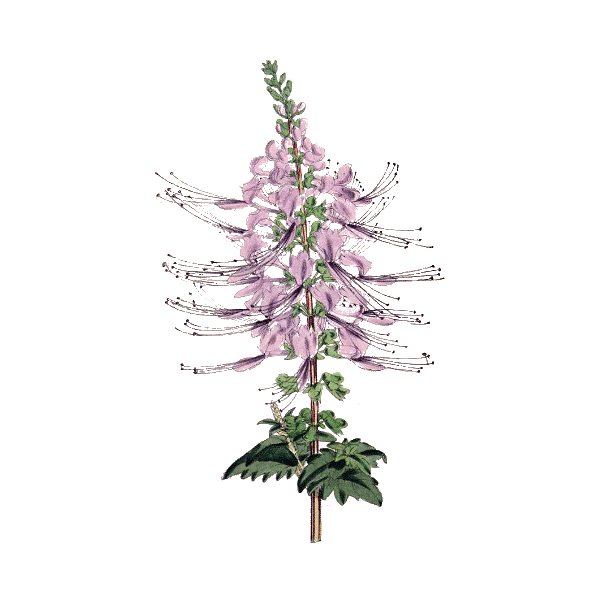 Orthosiphon Bio en gélules (Orthosiphon stamineus)