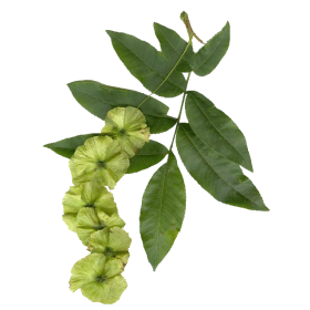 Paliure ou épine du Christ en gélules (Paliurus aculeatus)