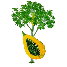 Mélange Papaye Magnésium en gélules pour cure minceur