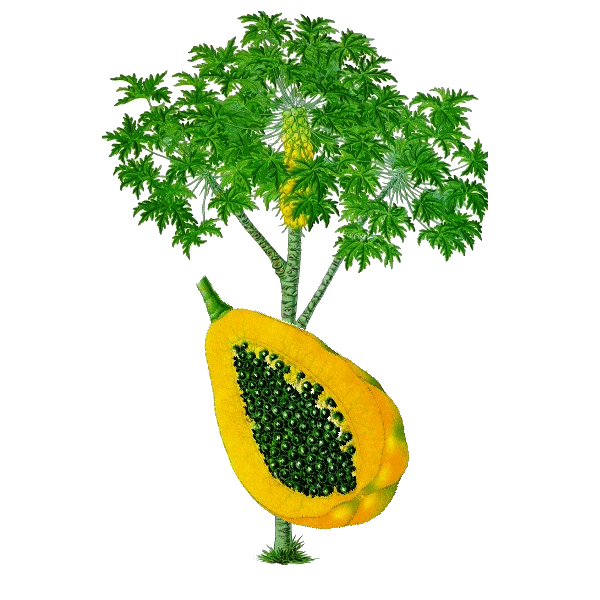 Mélange Papaye Magnésium en gélules pour cure minceur