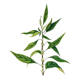 Pariétaire en gélules (Parietaria officinalis)