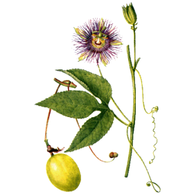 Passiflore bio en gélules (Passiflora incarnata)