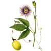 Passiflore bio en gélules (Passiflora incarnata)