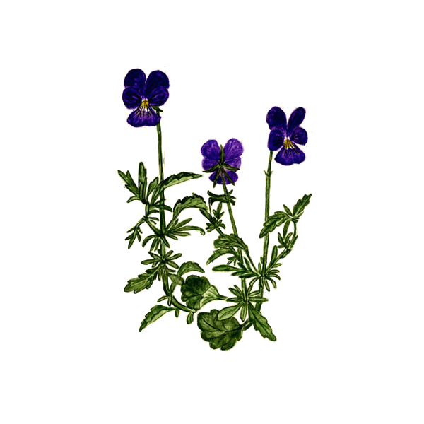 Pensée Sauvage Bio (Viola tricolor)