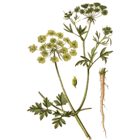 Persil racine en gélules (Petroselinum sativum)