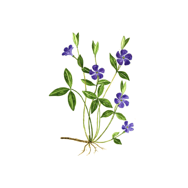Petite Pervenche en gélules (Vinca minor)