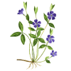 Petite Pervenche en gélules (Vinca minor)