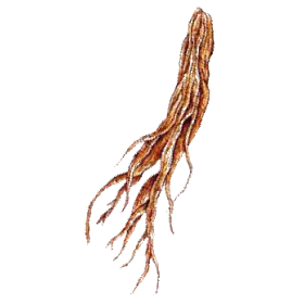 Pfaffia paniculata ou Suma en gélules Pullulan - Immunité