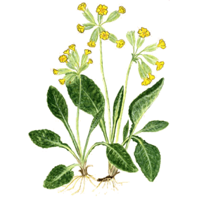 Primevère Officinale en gélules (Primula veris - "officinalis")