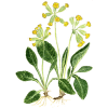 Primevère Officinale en gélules (Primula veris - "officinalis")
