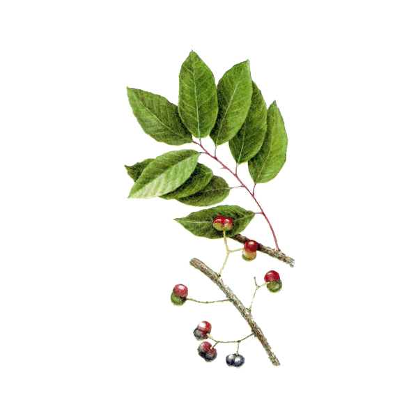 Pygeum Africanum en gélules (Prostate)