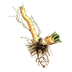 Raifort en gélules (Armoracia rusticana)