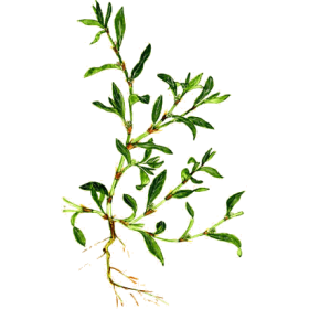 Renouée des Oiseaux en gélules Pullulan (Polygonum aviculare)