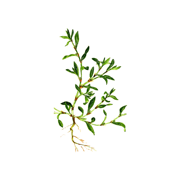 Renouée des Oiseaux en gélules Pullulan (Polygonum aviculare)