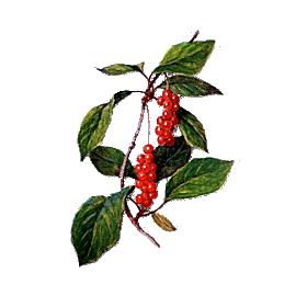 Baies de Schisandra en gélules (Schisandra chinensis)