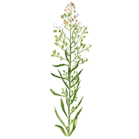 Vergerette du Canada en gélules (Erygeron canadensis)