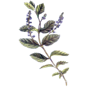 Véronique en gélules (Veronica officinalis)