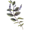Véronique en gélules (Veronica officinalis)