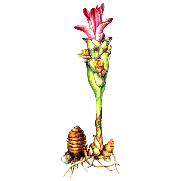 Racine de Zédoaire en gélules (Curcuma zedoaria)