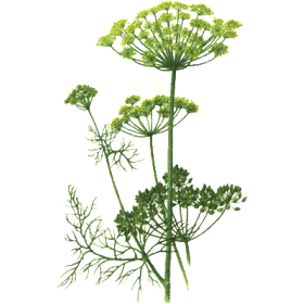 Huile essentielle Aneth Bio (Anethum graveolens L.)