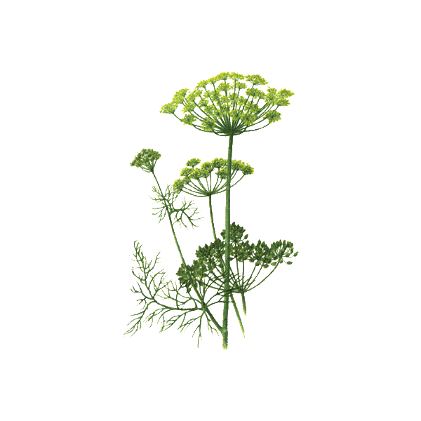 Huile essentielle Aneth Bio (Anethum graveolens L.)