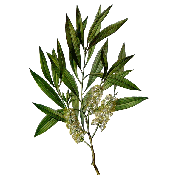 Huile essentielle de Cajeput bio (Melaleuca leucadendron L.)