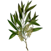 Huile essentielle de Cajeput bio (Melaleuca leucadendron L.)