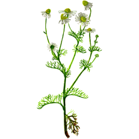 Huile essentielle Camomille sauvage Bio (Ormenis mixta var. multicaulis)