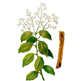 Huile essentielle de Cannelle de Ceylan Bio (Cinnamomum zeylanicum B.)