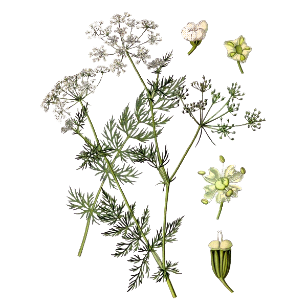 Huile essentielle de Carvi bio (Carum carvi L.)