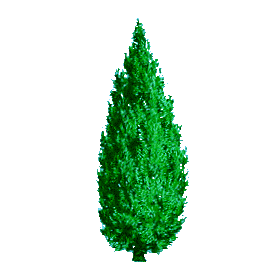 Huile essentielle Cèdre de Virginie sauvage (Juniperus virginiana)