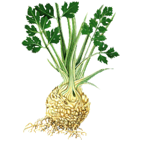 Huile essentielle de Céleri Culture (Apium graveolens)