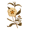 Huile essentielle de Ciste Ladanifère Bio (Cistus ladaniferus)