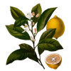 Huile essentielle de Citron bio (Citrus limonum)