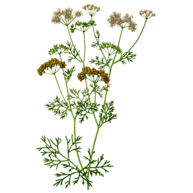 Huile essentielle de Coriandre bio (Coriandrum sativum)