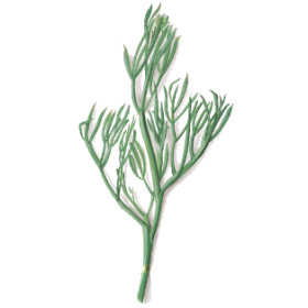 Huile essentielle de Christe Marine Bio (Crithmum maritimum)