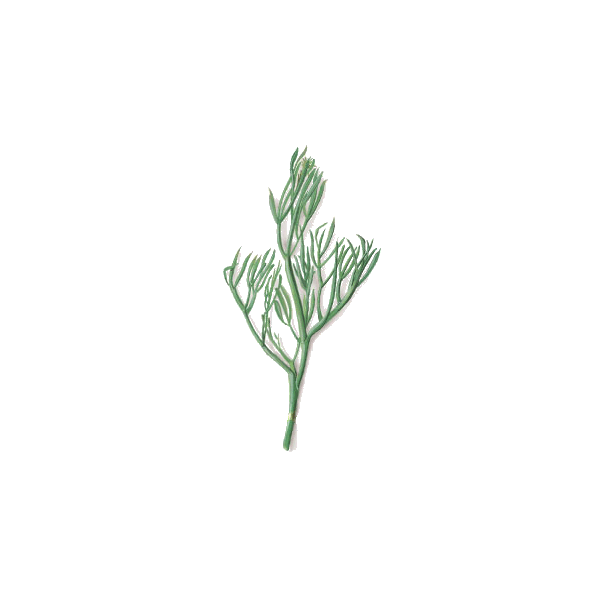 Huile essentielle de Christe Marine Bio (Crithmum maritimum)