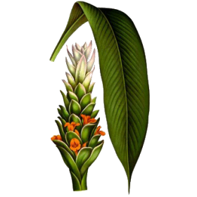 Huile essentielle de Curcuma Bio (Curcuma longa)