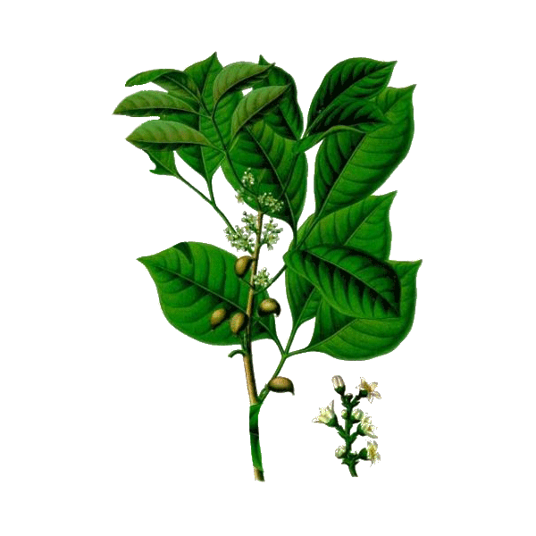 Huile essentielle d'Elémi sauvage (Canarium luzonicum)