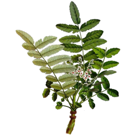 Huile essentielle de Encens Oliban bio (Boswellia carterii)