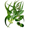 Huile essentielle Eucalyptus Radiata bio*