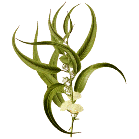 Huile essentielle Eucalyptus Smithii Bio*