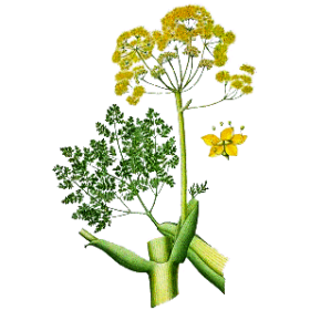 Huile essentielle Galbanum bio (Ferula galbaniflua)