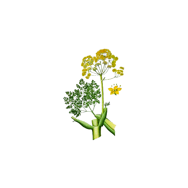 Huile essentielle Galbanum bio (Ferula galbaniflua)