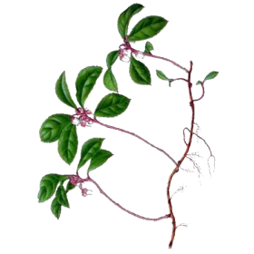 Huile essentielle Gaulthérie Wintergreen bio (Gaultheria fragantissima)