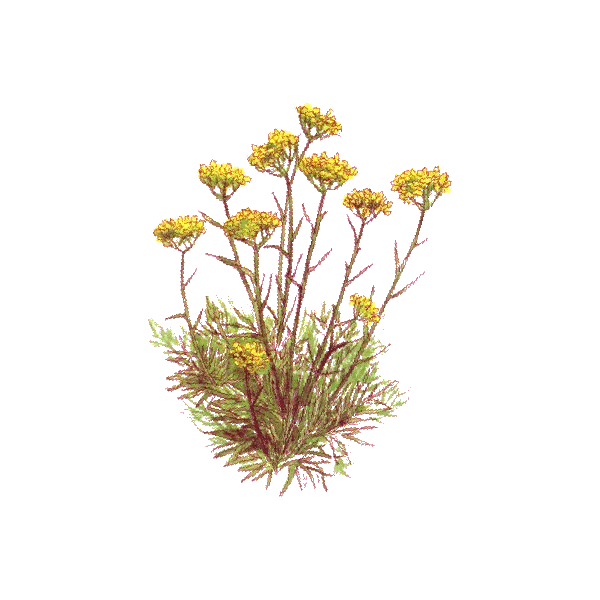 Huile essentielle Hélichryse Italienne ou Immortelle bio (Helichrysum italicum)