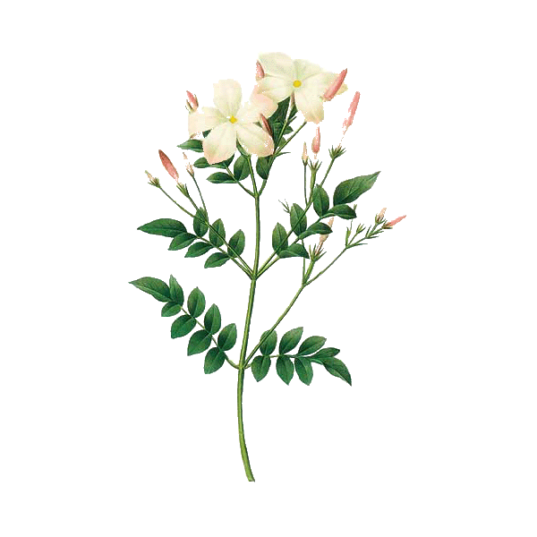 Huile essentielle Jasmin absolue (Jasminum grandiflorum)