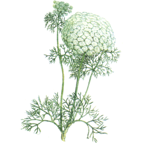 Huile essentielle Khella sauvage Bio (Amni visnaga Lamarck)