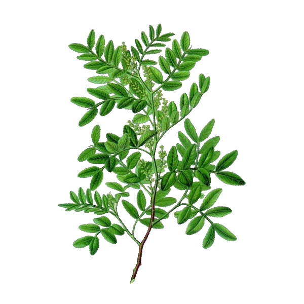 Huile essentielle Lentisque Pistachier bio (Pistacia lentiscus)